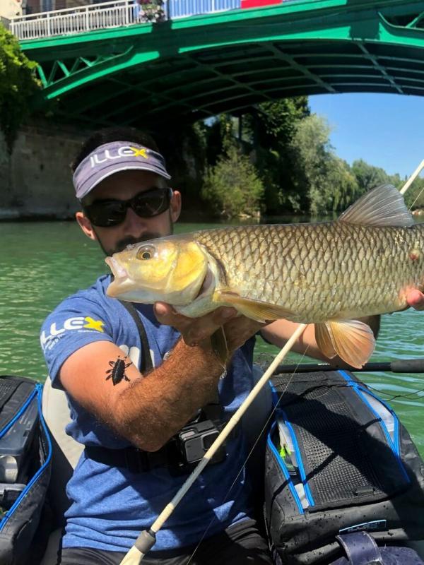 Le chevesne, nouveau roi de la pêche sportive