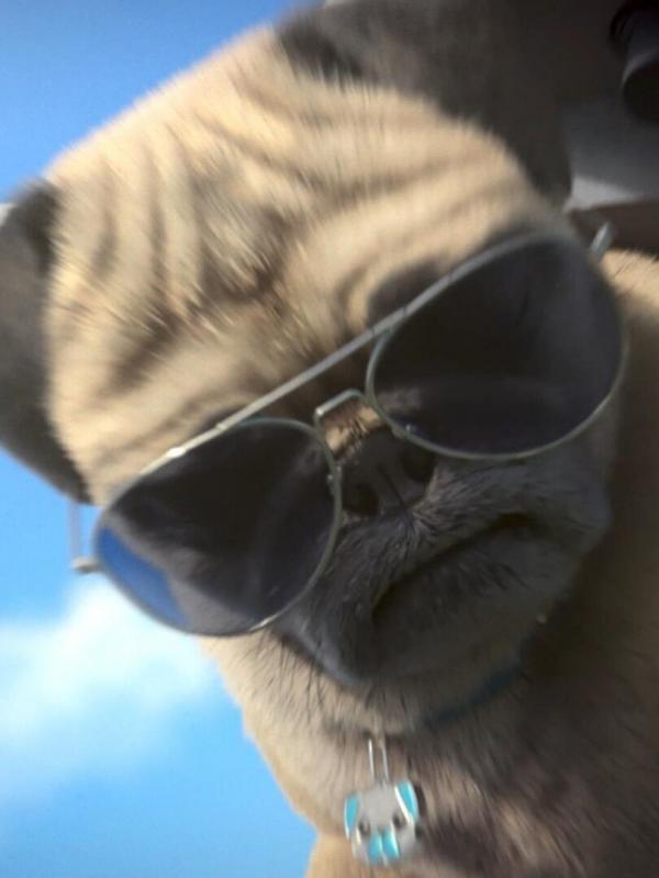 Mike, une vie de chien S1 E4