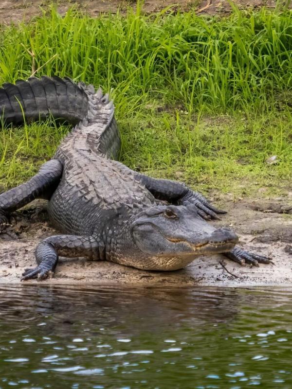 Les défis Locavores