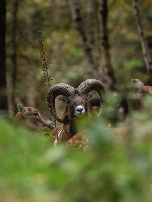 Québec à vol d'oiseau