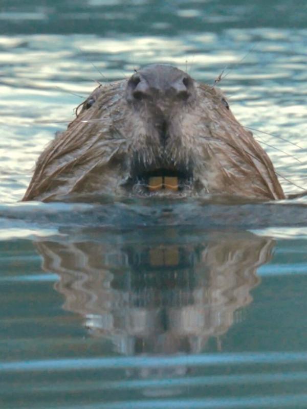 Castor, la force de la nature