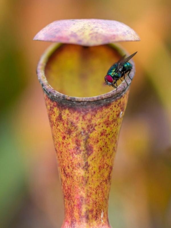 Les îles sauvages de l'océan Indien