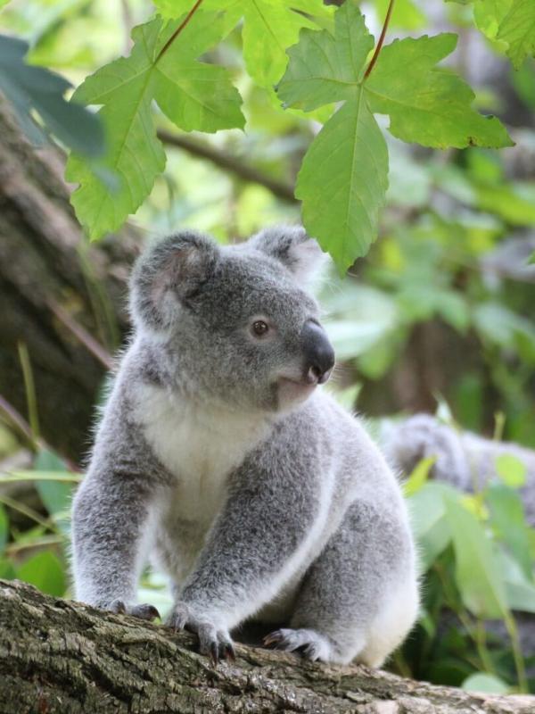 Australie : urgences faune sauvage
