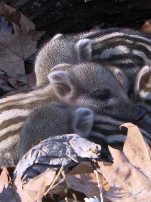 Wildschweine - Das Comeback