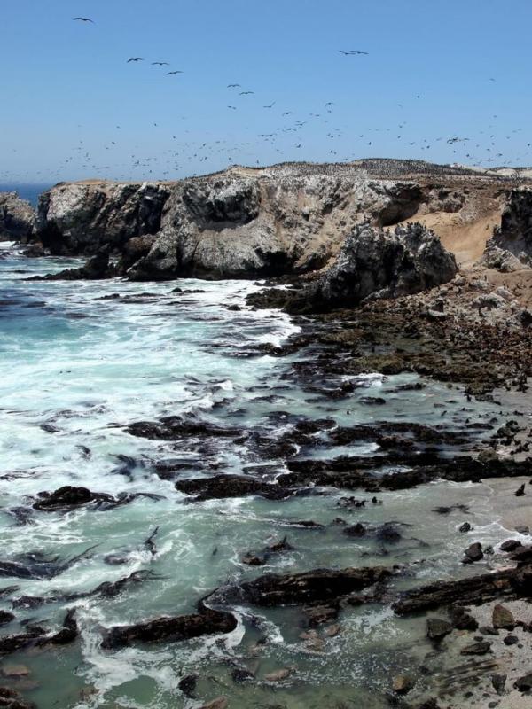 Amériques indomptées