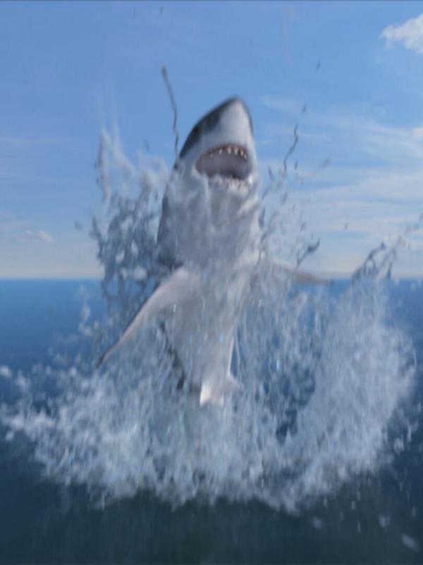 Attaque de requins en mer Rouge