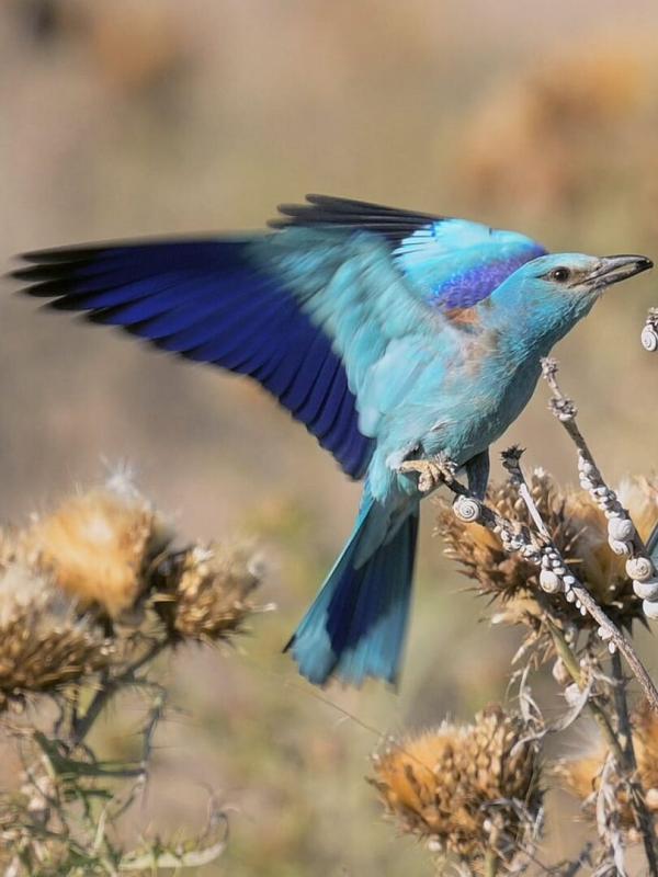 L'oiseau bleu : la vie secrète du rollier d'Europe