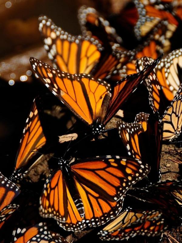 Migration sauvage