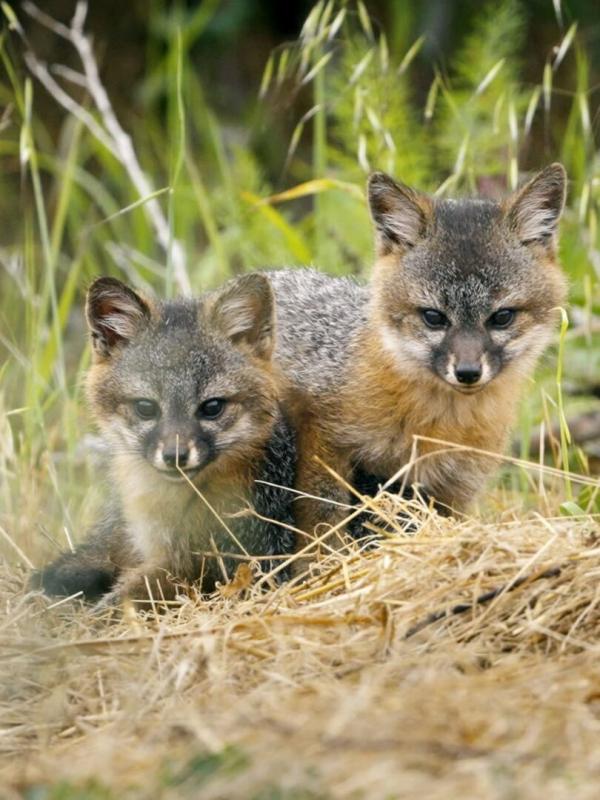 Le renard qui a sauvé son île