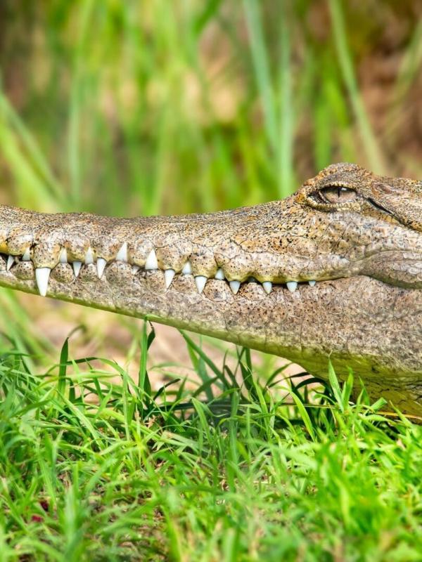 Prédateurs : compte à rebours sauvage