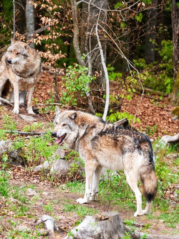 Vom Wildtier zum Haustier - Wie Tiere zur Familie wurden