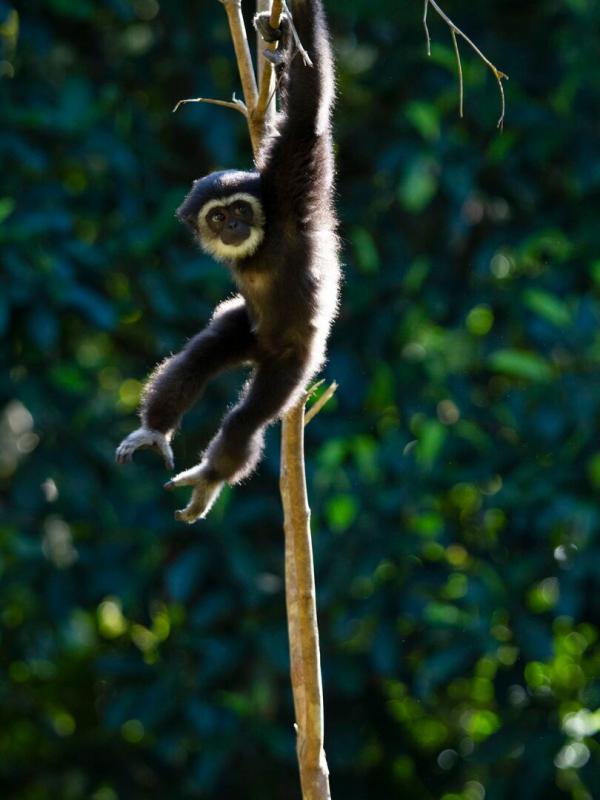Primates