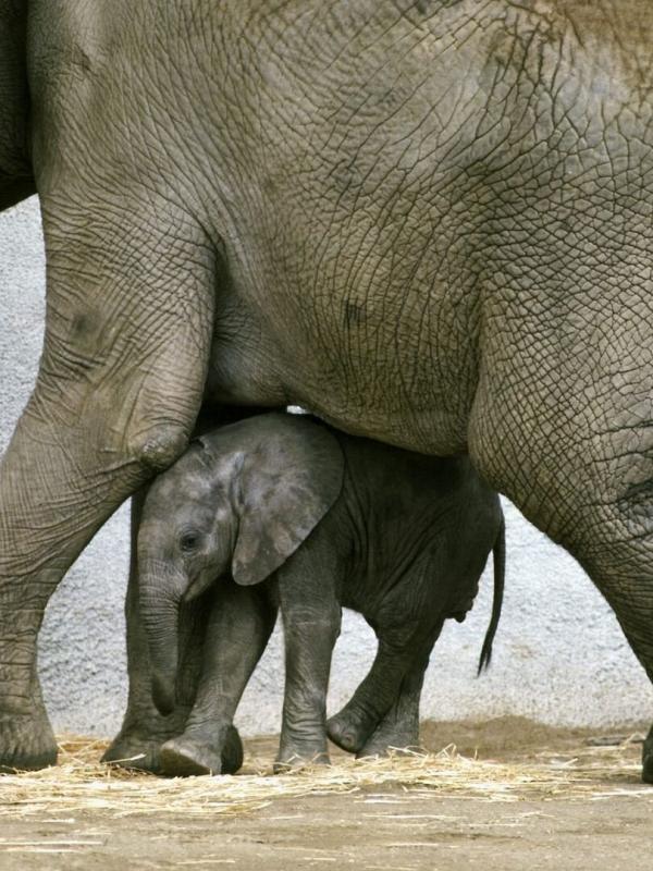 L'instinct sauvage