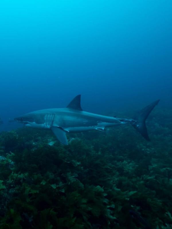 Sur la piste des requins : une exploration océanique