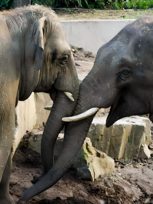 Het echte leven in de ZOO