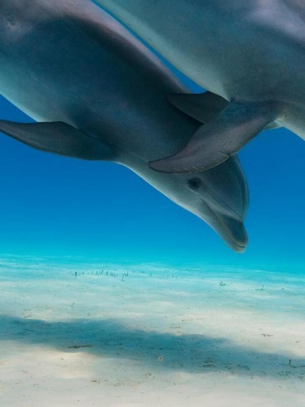 Dolphins: Is Our Love Too Deep?