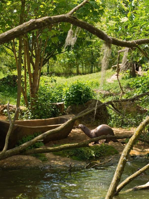 Zoo : le défi de demain