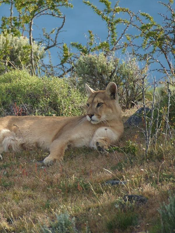 Puma, lion des Andes