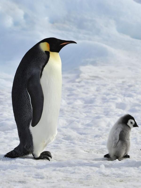 Une saison au zoo