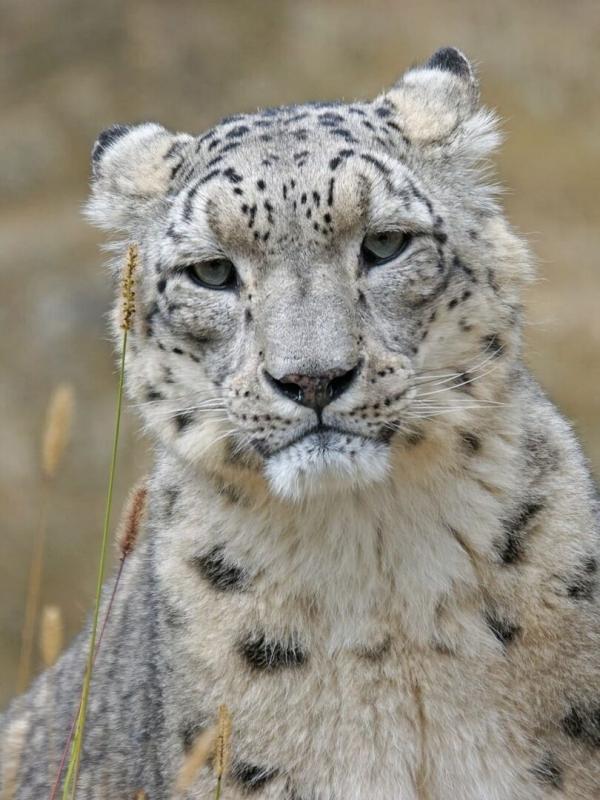 Leopard, Seebär & Co.