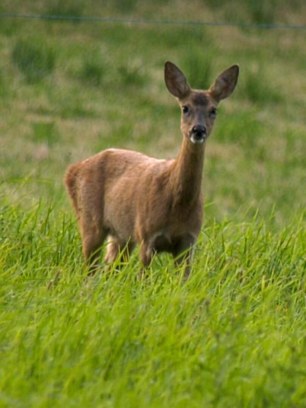 Les belles coiffes du Limousin