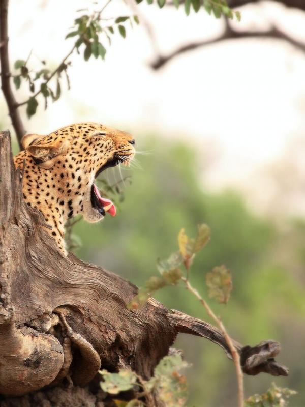 Retour à l'instinct primaire