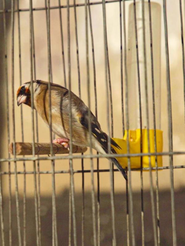 Des chardonnerets et des hommes