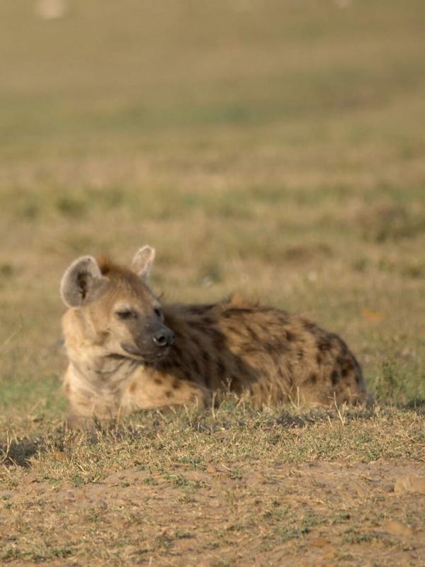 Die Großkatzen der Masai Mara