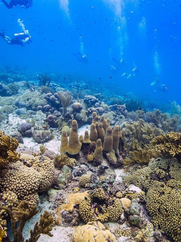 Des mains vertes pour la nature