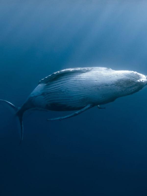 Des baleines, des tortues et des hommes