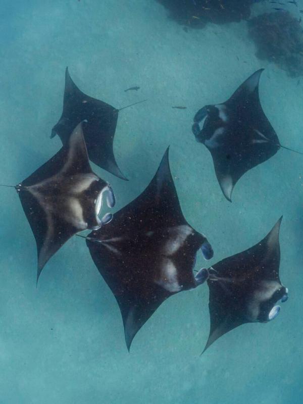 Les îles sauvages de l'océan Indien