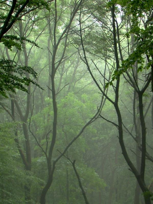 Der wilde Wald der Kaiserin