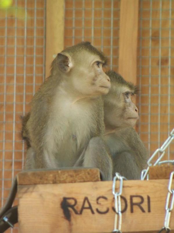La Tanière, le zoo-refuge de l'espoir