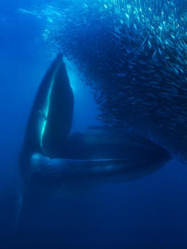 Méditerranée, l'odyssée pour la vie