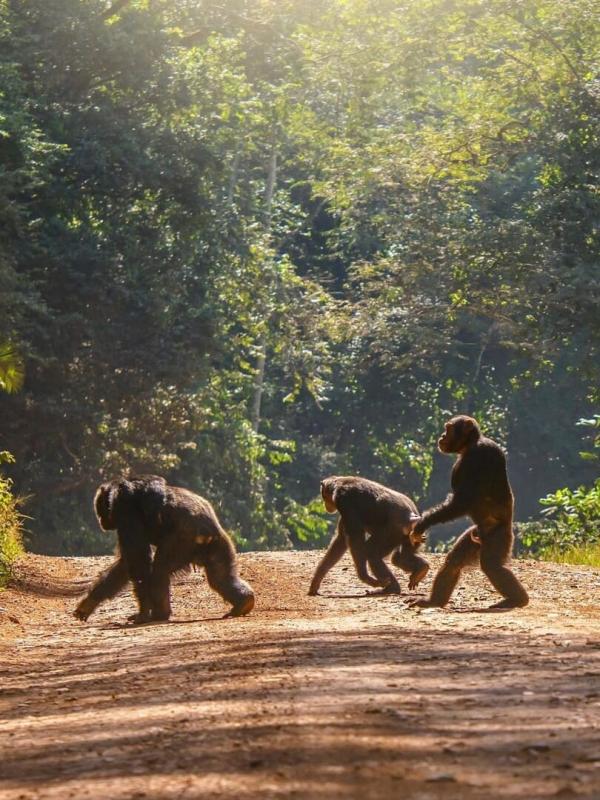 Refuges pour animaux sauvages