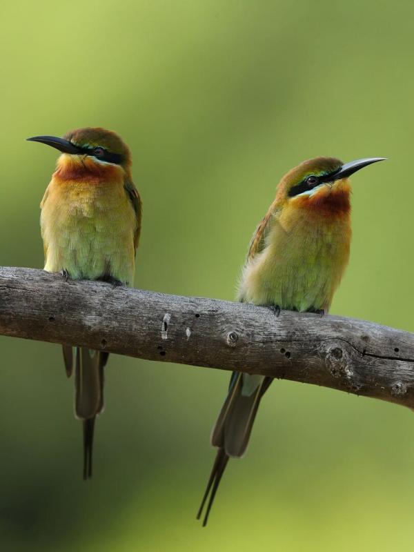 Les îles, laboratoires de la nature