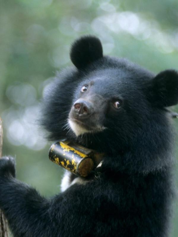 Étonnantes créatures!