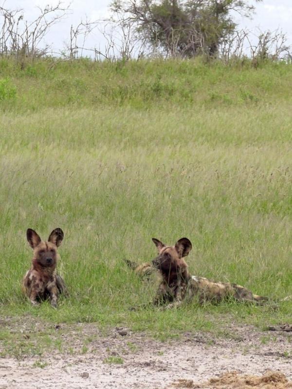 Démocraties animales
