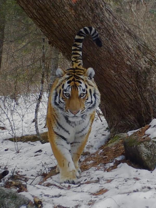 Tigre de Sibérie, seigneur sans frontières