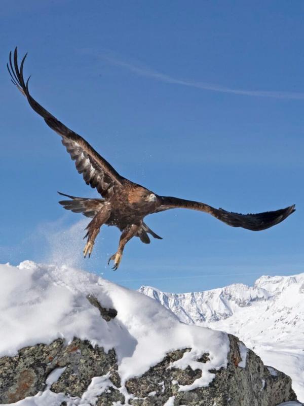 Voyage au coeur des Alpes