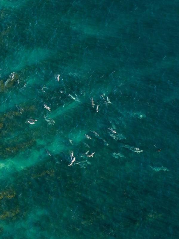 Sur la piste des requins : une exploration océanique