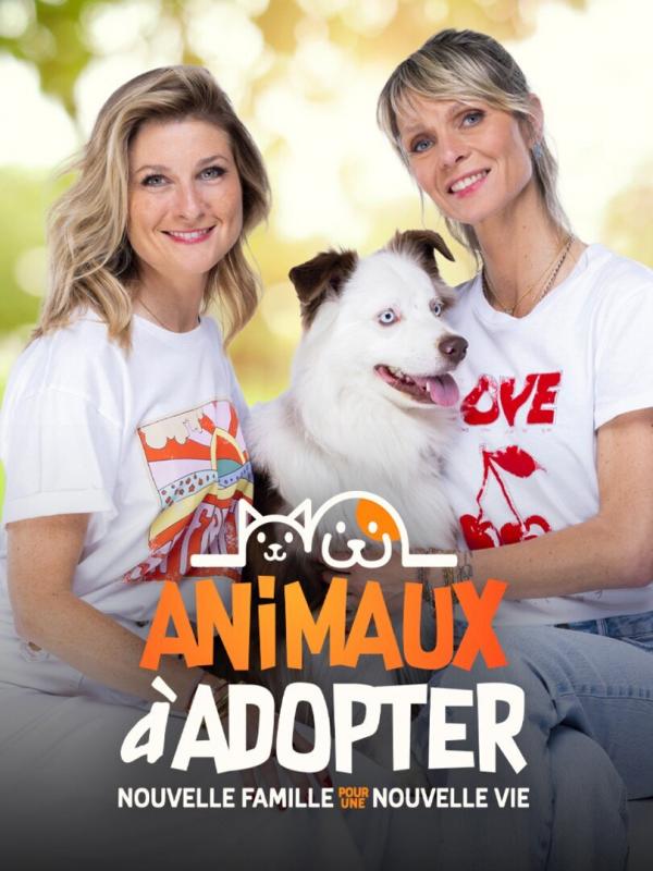 Animaux à adopter : nouvelle famille pour une nouvelle vie
