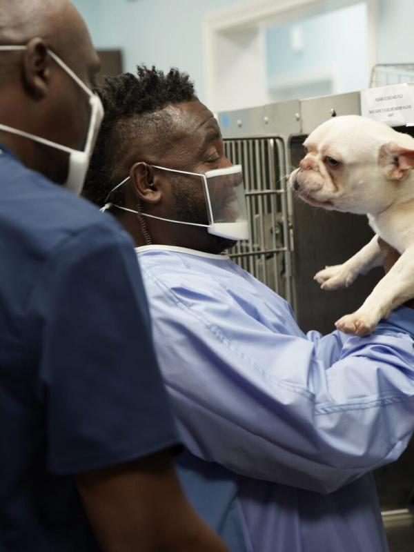 Critter Fixers : Vétos de choc