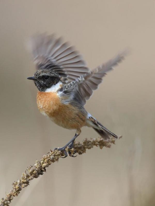 La planète des oiseaux
