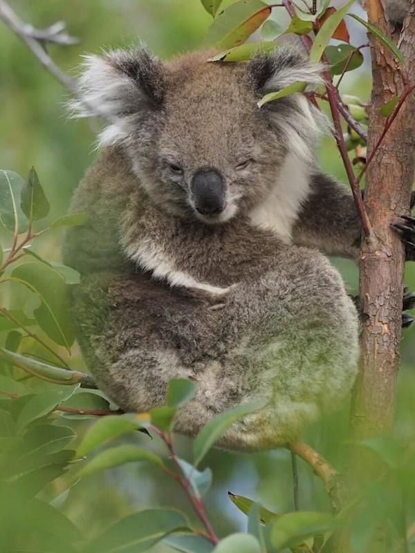 L'imagier animé de Koumi S1 E25