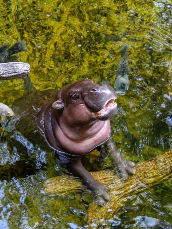 Zoo : le défi de demain