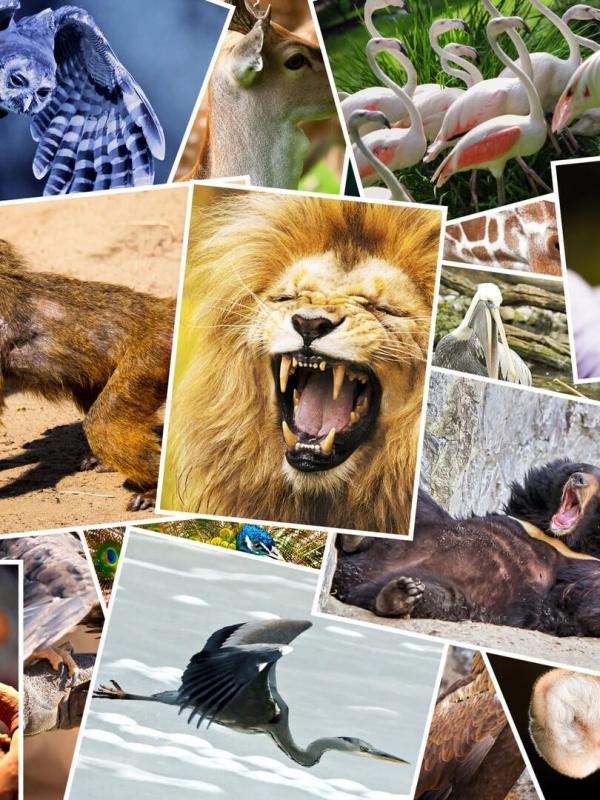 Animaux d'ici