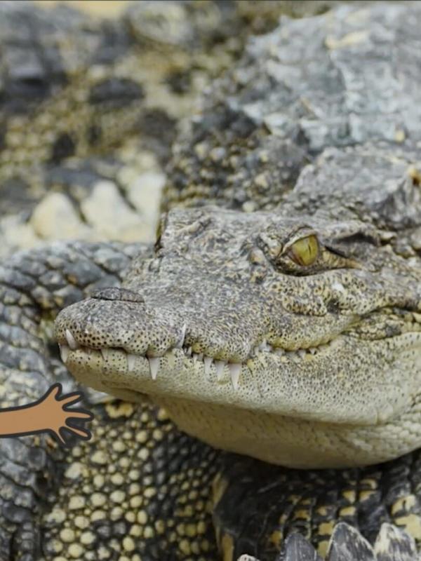 L'imagier animé de Koumi S1 E12