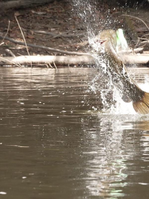 Welcome to the Jungle