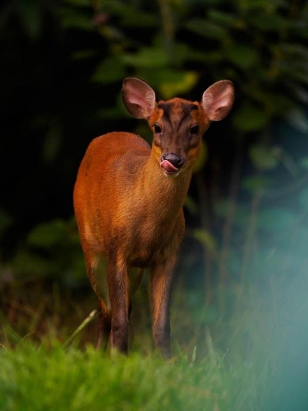 Chasses à sensations